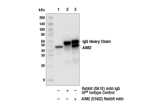 Immunoprecipitation Image 1: AIM2 (E5I8Z) Rabbit Monoclonal Antibody
