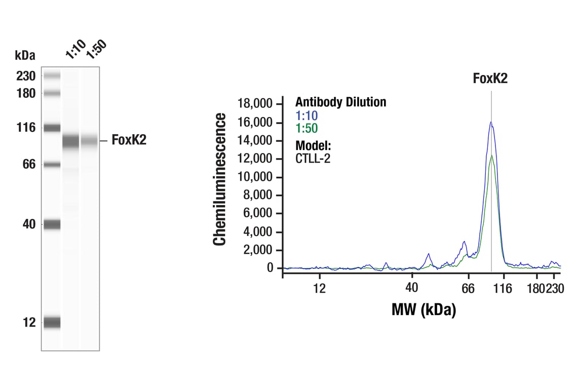 Western Blotting Image 1: FoxK2 (E7C5H) Rabbit Monoclonal Antibody