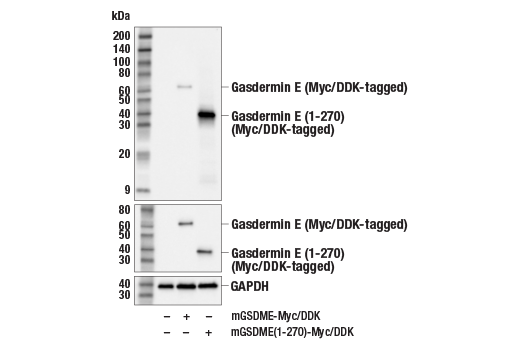 Western Blotting Image 2: Cleaved Gasdermin E (Asp270) Antibody