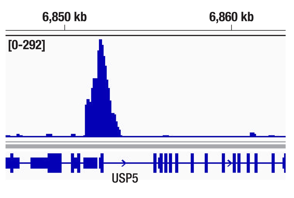 CUT & Tag Image 1: FoxP1 (D35D10) Rabbit Monoclonal Antibody