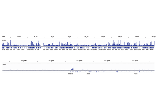 Chromatin Immunoprecipitation Image 2: c-Myc/N-Myc (D3N8F) Rabbit Monoclonal Antibody
