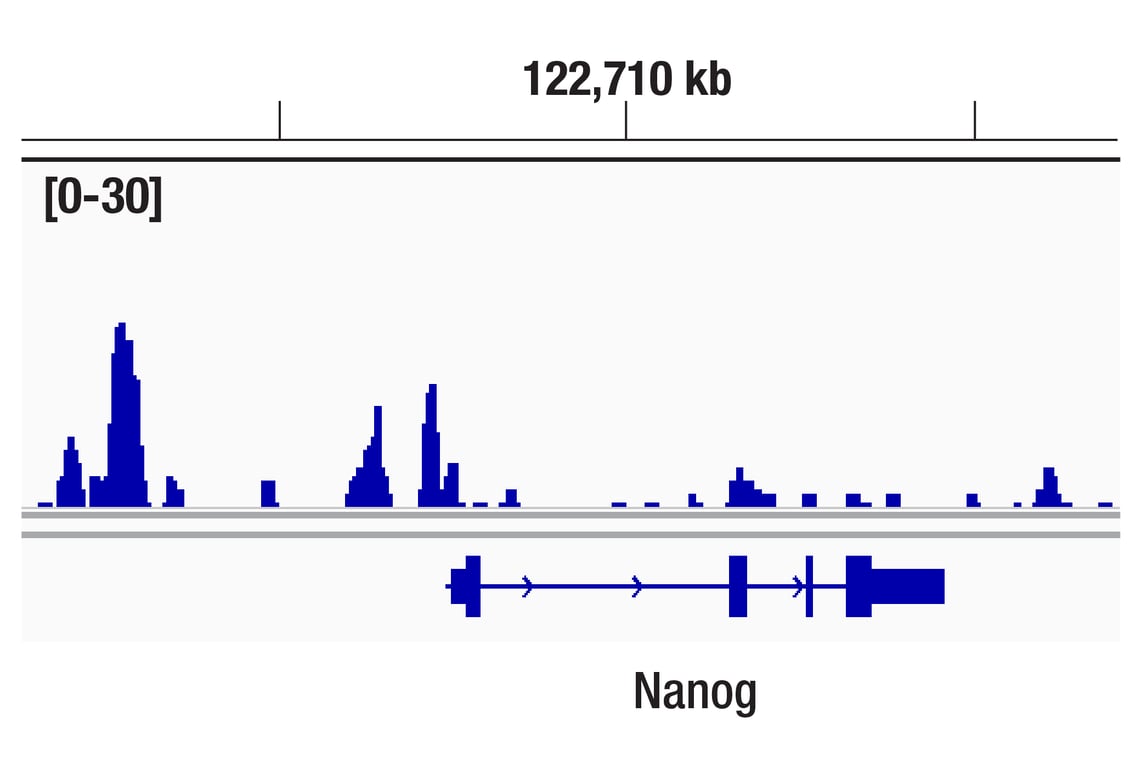 CUT & RUN Image 1: TET2 (D6C7K) Rabbit Monoclonal Antibody