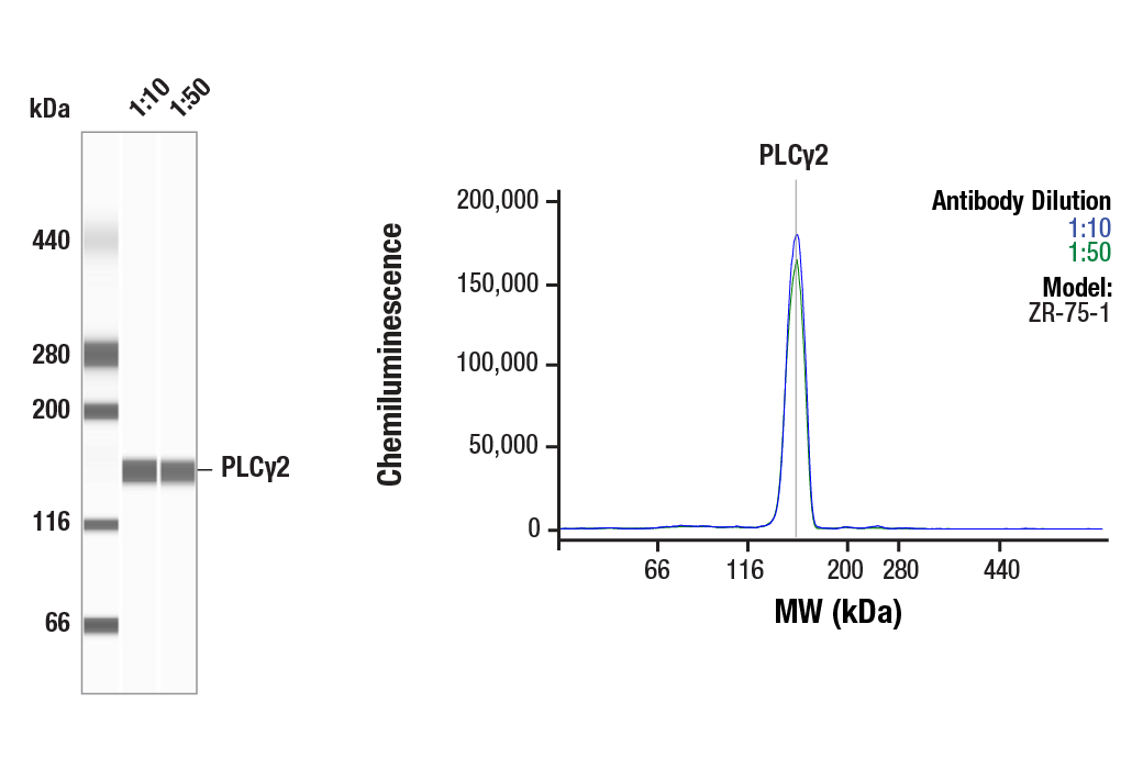 undefined Image 4: PhosphoPlus<sup>®</sup> PLC gamma2 (Tyr759) Antibody Duet