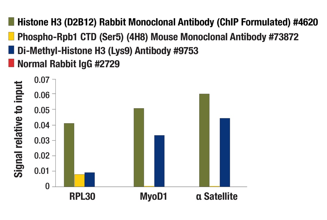Chromatin Immunoprecipitation Image 3: Normal Rabbit IgG