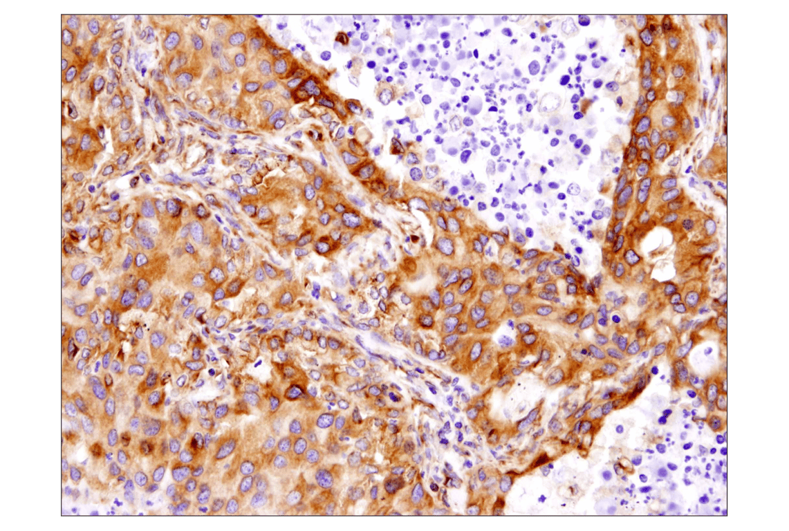 Immunohistochemistry Image 2: beta-Tubulin (D2N5G) Rabbit Monoclonal Antibody