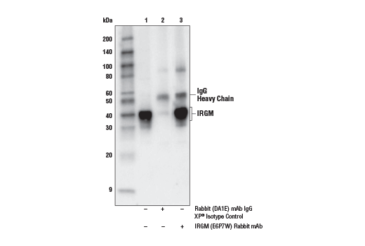 Immunoprecipitation Image 1: IRGM (E6P7W) Rabbit Monoclonal Antibody