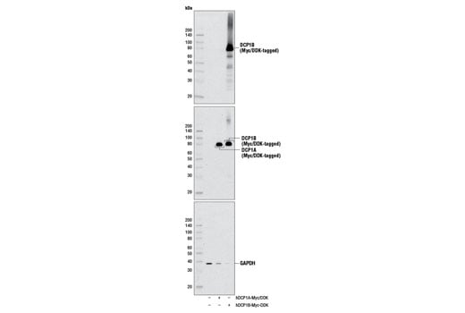 Western Blotting Image 2: DCP1B (D2P9W) Rabbit Monoclonal Antibody