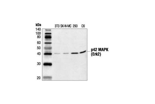 Western Blotting Image 2: p42 MAP Kinase (Erk2) Antibody