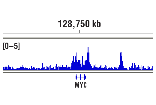 Chromatin Immunoprecipitation Image 1: BRD4 (E2A7X) Rabbit Monoclonal Antibody