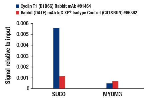 CUT & RUN Image 3: Cyclin T1 (D1B6G) Rabbit mAb