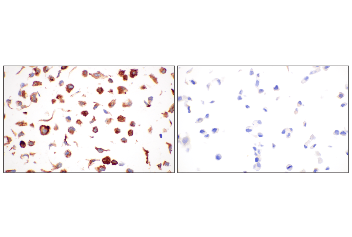 Immunohistochemistry Image 12: FTL (F9O4I) Rabbit Monoclonal Antibody
