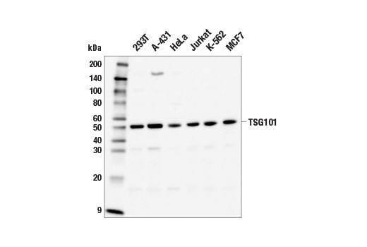 undefined Image 6: Mouse Reactive Exosome Marker Antibody Sampler Kit