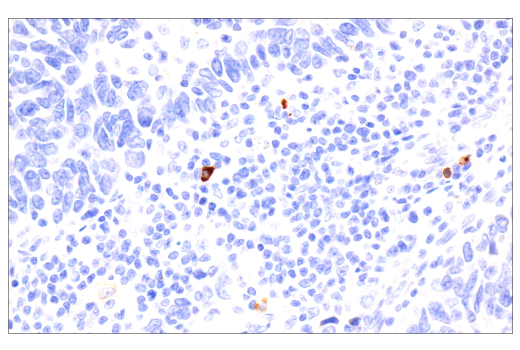 Immunohistochemistry Image 5: IgA (N1CLA) Mouse Monoclonal Antibody