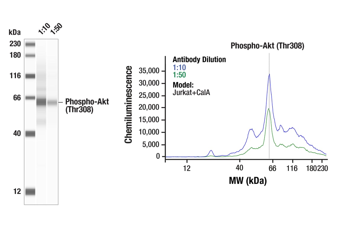 Phospho-Akt1 (Ser473) (D7F10) XP® Rabbit mAb | Cell
