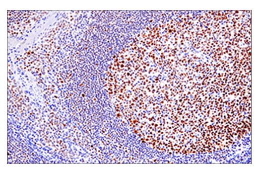 Immunohistochemistry Image 4: EED (E4L6E) Rabbit Monoclonal Antibody (BSA and Azide Free)