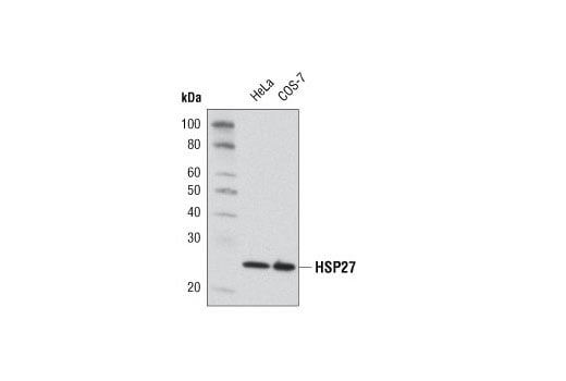 Western Blotting Image 2: HSP27 (G31) Mouse Monoclonal Antibody (BSA and Azide Free)