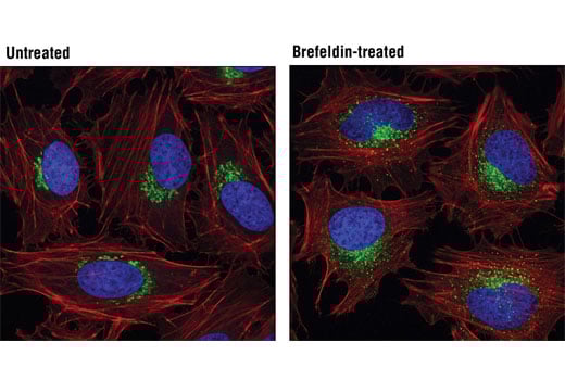 Immunofluorescence Image 1: GM130 (D6B1) Rabbit Monoclonal Antibody