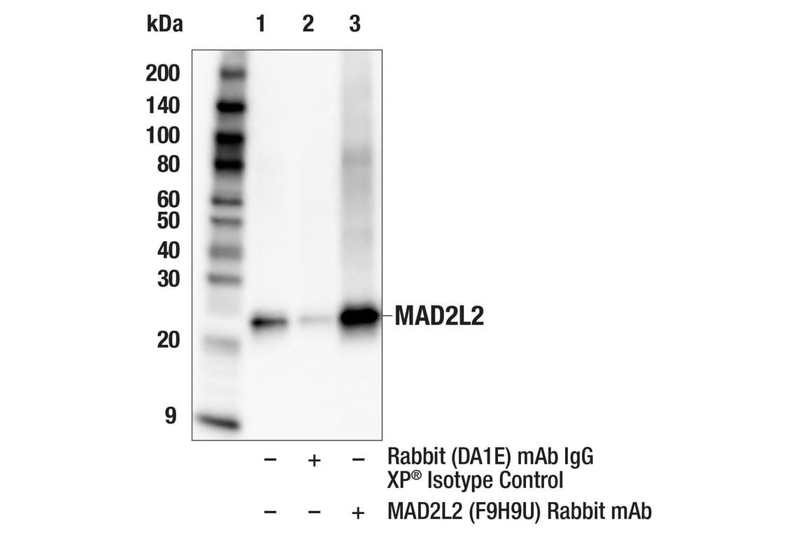 Immunoprecipitation Image 1: MAD2L2 (F9H9U) Rabbit Monoclonal Antibody