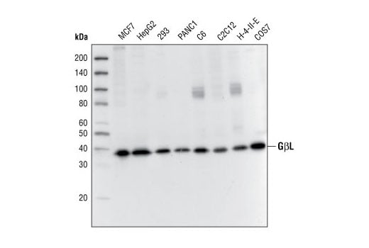 GβL (86B8) Rabbit mAb | Cell Signaling Technology