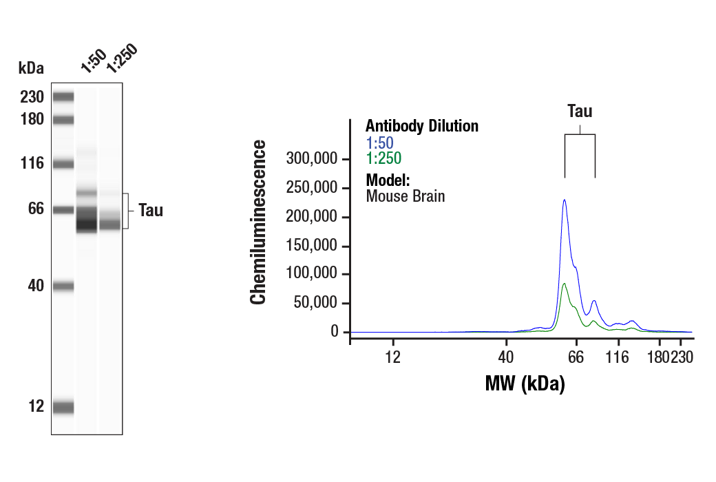 undefined Image 16: PhosphoPlus<sup>®</sup> Tau (Thr181) Antibody Duet