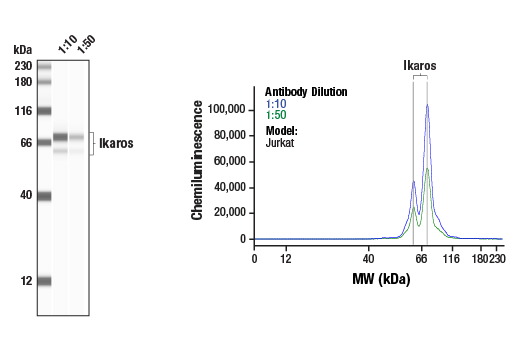 Western Blotting Image 1: Ikaros Antibody