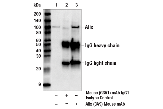 Immunoprecipitation Image 1: Alix (3A9) Mouse Monoclonal Antibody