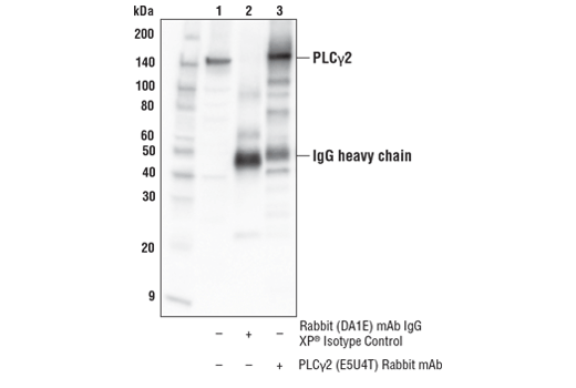 undefined Image 5: PhosphoPlus<sup>®</sup> PLC gamma2 (Tyr759) Antibody Duet
