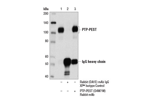 Immunoprecipitation Image 1: PTP-PEST (D4W7W) Rabbit Monoclonal Antibody