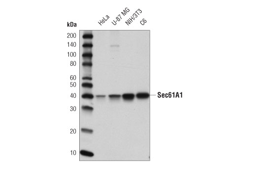 Western Blotting Image 1: Sec61A1 (D7Q6V) Rabbit mAb