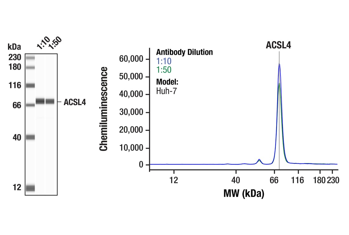 Western Blotting Image 1: ACSL4 (F6T3Z) Rabbit Monoclonal Antibody