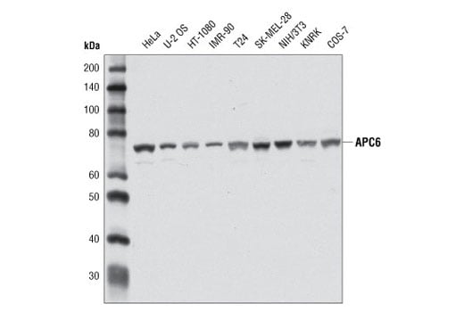 Western Blotting Image 2: APC6 (D8D8) Rabbit Monoclonal Antibody