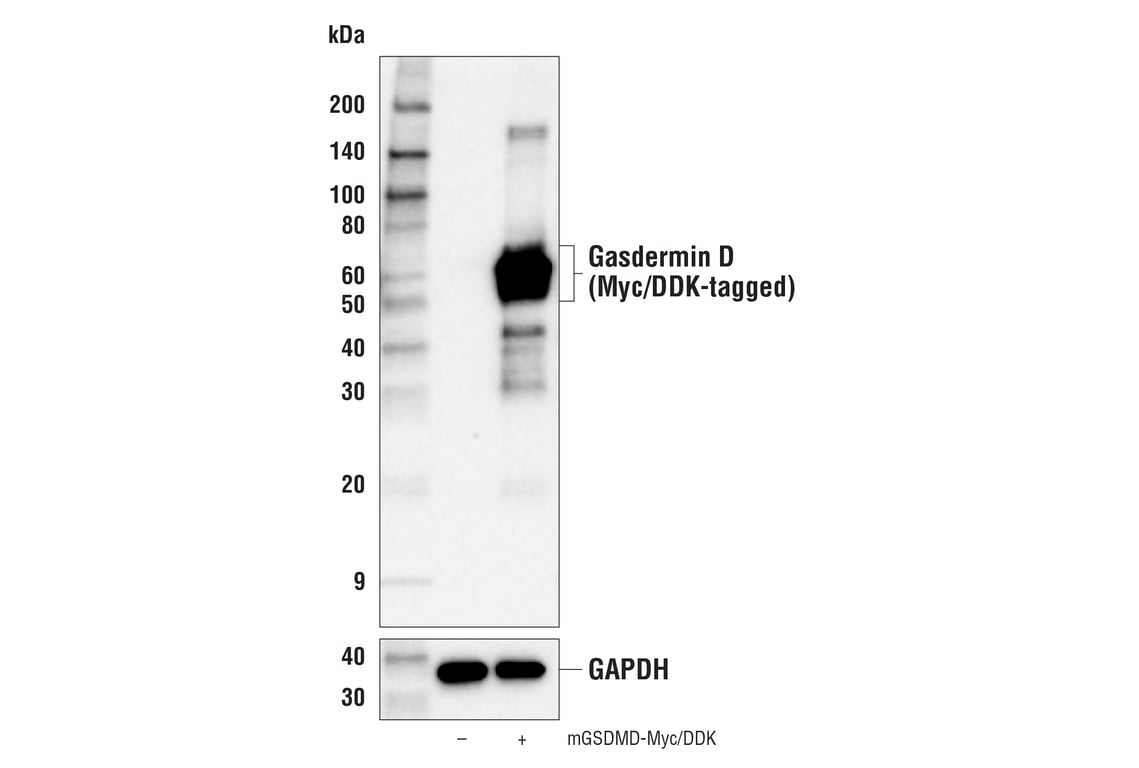 Western Blotting Image 4: Gasdermin D (E4M2W) Rabbit Monoclonal Antibody