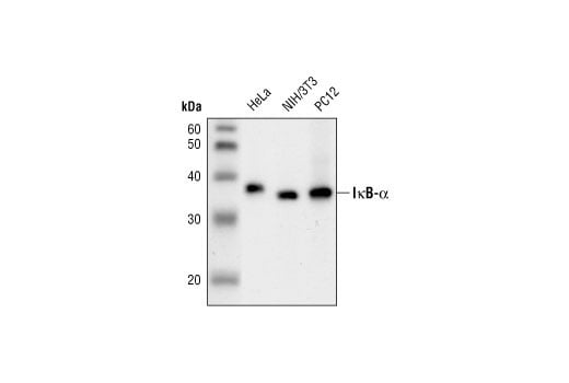 Western Blotting Image 2: IkappaB alpha (L35A5) Mouse Monoclonal Antibody (Amino-terminal Antigen) (BSA and Azide Free)