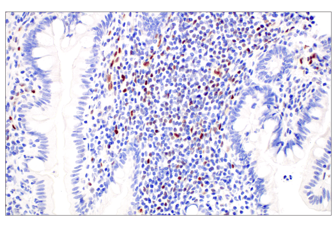 Immunohistochemistry Image 5: KLF2 (E7K8Y) Rabbit Monoclonal Antibody (BSA and Azide Free)