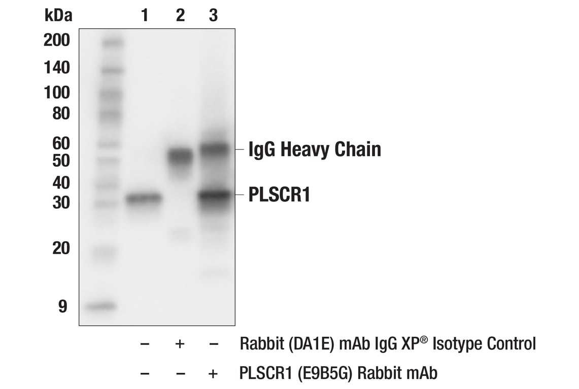 Immunoprecipitation Image 1: PLSCR1 (E9B5G) Rabbit Monoclonal Antibody