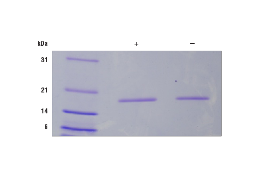 undefined Image 2: Human IL-1 alpha Recombinant Protein