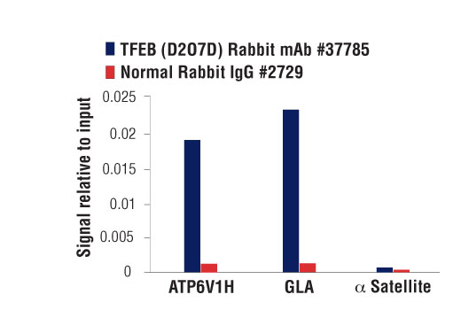 Chromatin Immunoprecipitation Image 1: TFEB (D2O7D) Rabbit Monoclonal Antibody