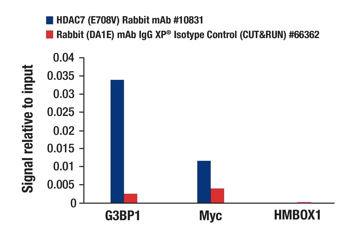 CUT & RUN Image 3: HDAC7 (E7O8V) Rabbit Monoclonal Antibody