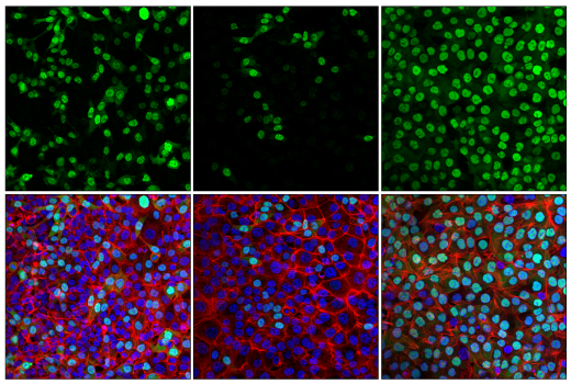 Immunofluorescence Image 1: Cyclin A2 (E6D1J) XP<sup>®</sup> Rabbit mAb (BSA and Azide Free)