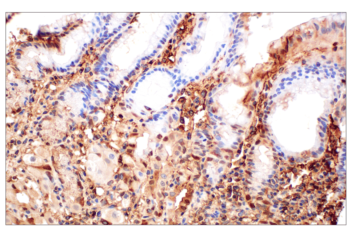 Immunohistochemistry Image 7: Annexin V (E3W8V) Rabbit Monoclonal Antibody (BSA and Azide Free)