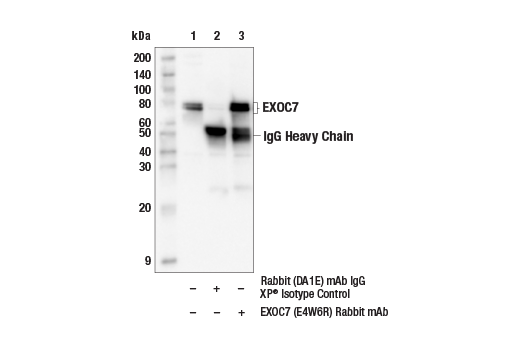 Immunoprecipitation Image 1: EXOC7 (E4W6R) Rabbit Monoclonal Antibody