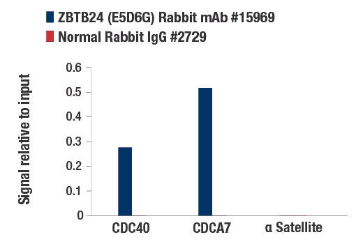 Chromatin Immunoprecipitation Image 1: ZBTB24 (E5D6G) Rabbit Monoclonal Antibody