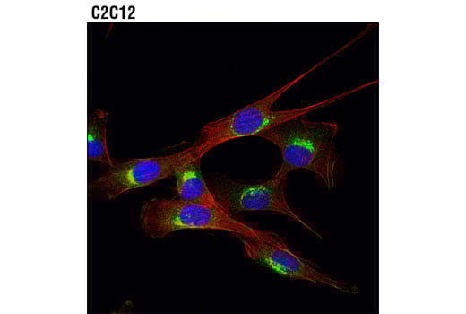 Immunofluorescence Image 1: Rab1A (D3X9S) Rabbit Monoclonal Antibody (BSA and Azide Free)