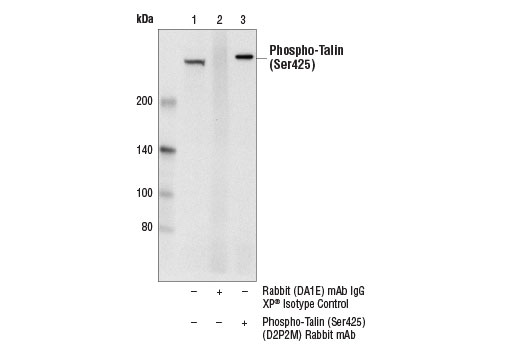 Immunoprecipitation Image 1: Phospho-Talin (Ser425) (D2P2M) Rabbit Monoclonal Antibody