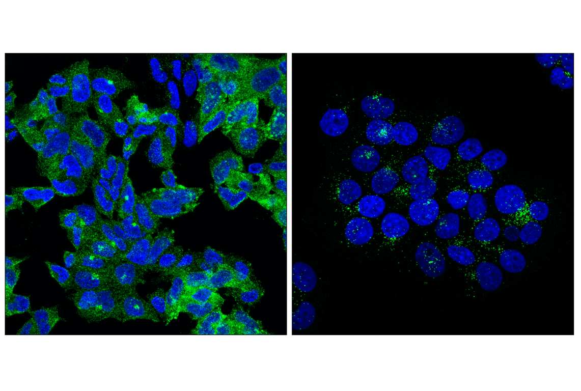 Immunofluorescence Image 1: PCM-1 (F8Q8B) Rabbit Monoclonal Antibody