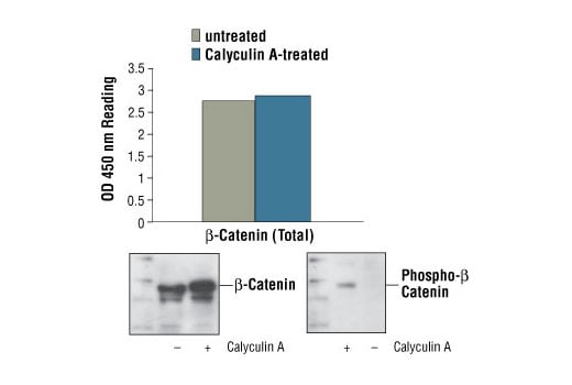 ELISA Image 1: PathScan<sup>®</sup> Total β-Catenin Sandwich ELISA Kit