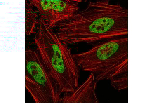 Immunofluorescence Image 1: hnRNP A1 (R196) Antibody