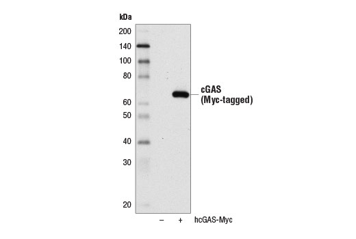 Western Blotting Image 2: cGAS (D1D3G) Rabbit Monoclonal Antibody (Biotinylated)