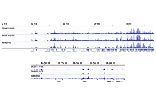 Chromatin Immunoprecipitation Image 2: SMARCC1/BAF155 (D7F8S) Rabbit Monoclonal Antibody
