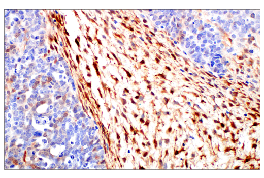 Immunohistochemistry Image 4: HSP20 (E6O7A) Rabbit Monoclonal Antibody